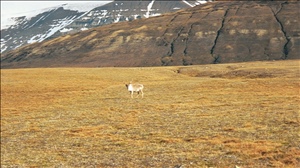 070199 cd europeimg023.jpg